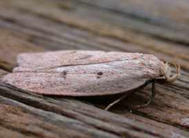 Gold-striped Leaf-tier